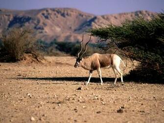 Addax On The Range Wallpaper