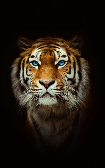 Cool Tiger Wallpaper
