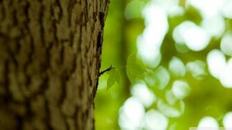 Bark Wallpaper