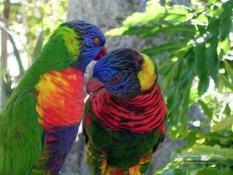 Birds Wallpaper Where You Can All Kind Of Beautiful