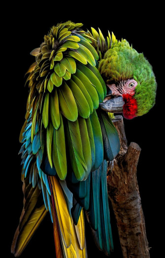 Birds 4k Wallpaper Artofit