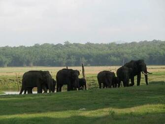 Handycam India Kerala Forest Animal Wallpaper