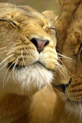 Lion iPhone Wallpaper