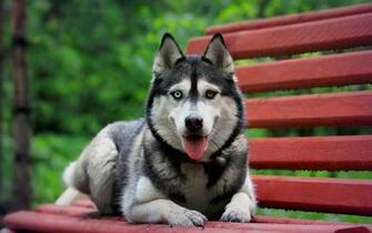 Husky Desktop Background