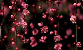 Pretty Flowers Pictures Desktop Wallpaper Mobile