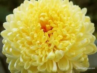 Chrysanthemum Graphic Joy Studio Design Gallery Best