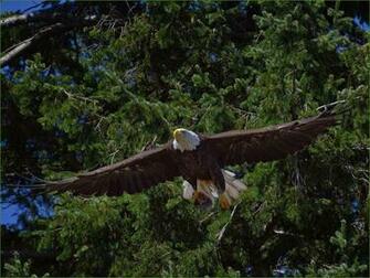 Wallpaper Bald Eagle Bird Flying Trees Predator Animals