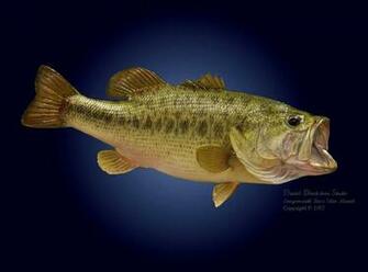 Largemouth Bass Wallpaper