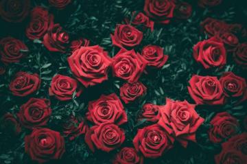 Rose Wallpaper HD Hq