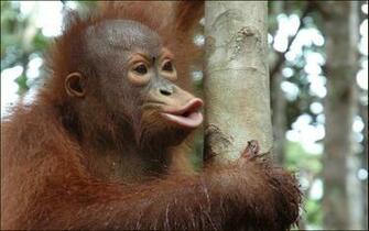 Wallpaper S Desktop Monkey
