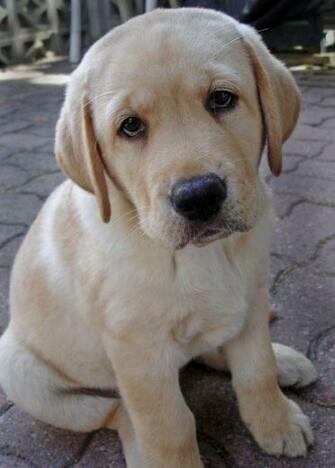 Yellow Lab Puppy Wallpaper