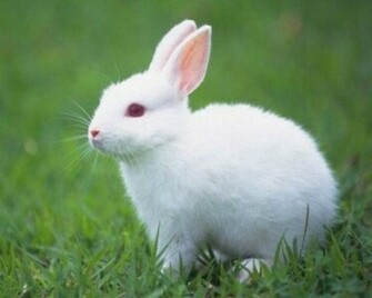 Cute Love Rabbit Wallpaper For Desktop