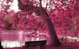 Purple Tree Wallpaper