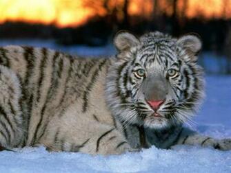 Cat Wallpaper Big Cats