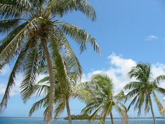 Beautiful Wallpaper For Desktop Palm Tree HD