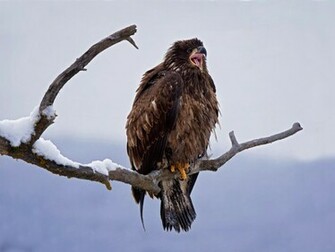 Tag Juvenile Bald Eagle Wallpaper Background Photos Image And