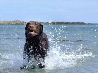 Chocolate Lab Photos Desktop Background Wallpaper