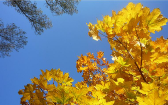 Autumn Leaves Windows Desktop Background Windowsobserver
