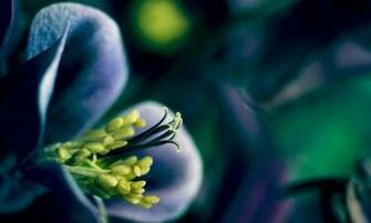 HD Wallpaper Plant Bloemblaadjes Bloem Bloei Lente Bloemen