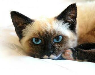 HD Siamese Cats Blue Wallpaper Cat