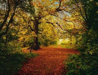 Forest Scene