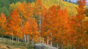 Background Colorado Creek Background Aspens Desktop