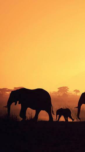 Africa Elephants Wallpaper iPhone
