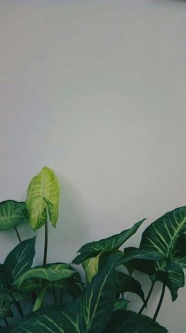 Aesthetic Plant Green White Simple Wallpaper