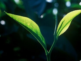 Leaf Desktop Wallpaper For HD Widescreen And Mobile