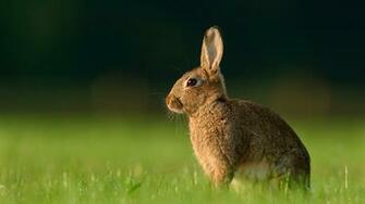 Ild Rabbits HD Wallpaper Background Image