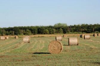 Hay Bales In A Top End Paddock Abc News Australian Broadcasting