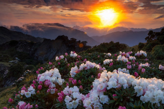 Nature Flowers Wallpaper HD