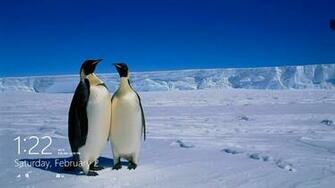 Wildlife Animal Wallpaper HD App For Windows In The Store