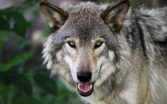 Tiere Wolf Istock Sa002m5j Wallpaper