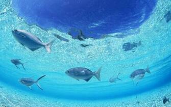 Ocean Floor Wallpaper On