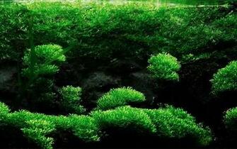 Mini Aquarium Creative Design Wallpaper
