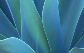 HD Aloe Vera Wallpaper