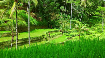 Well Groomed Rice Terraces Covered In Vegetation Against Thick