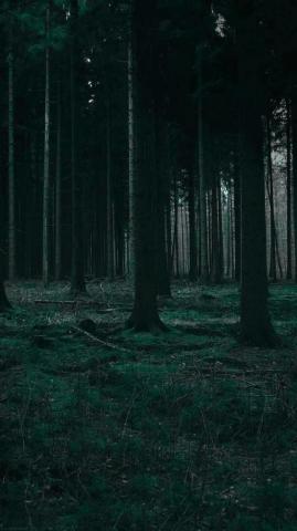 Dark Forest Wallpaper Green