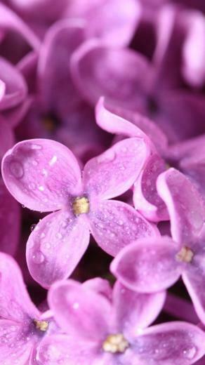 Purple Lilac iPhone Wallpaper Background And