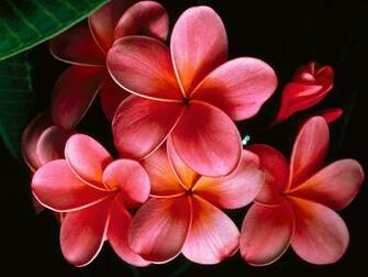 Plumeria Wallpaper Magic4walls