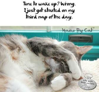 Image Gallery International Nap Day