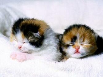 Baby Kitten Wallpaper