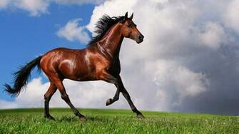Brown Horse Wallpaper HD 1080p