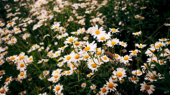 Daisy Flower Wallpaper