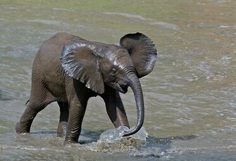 Animals Zoo Park Baby African Elephants Photo And Pictures