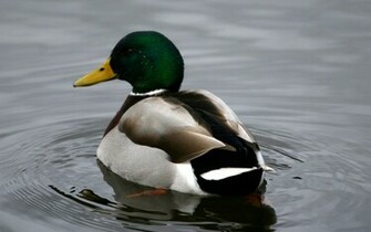 Mallard Duck Wallpaper Image Cool