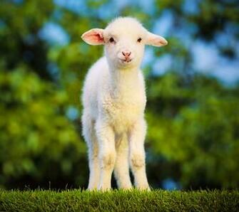 Mary S Little Lamb Wallpaper
