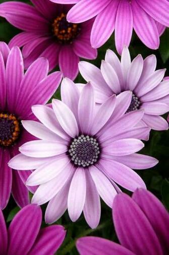 Blumen In Rosa iPhone Wallpaper Pink And Purple Daisies HD
