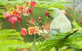 Colorful Parrot Birds Image Photos Wallpaper
